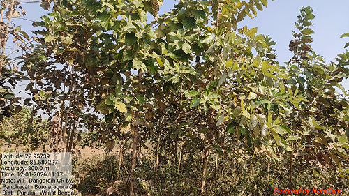 Impact Project Image